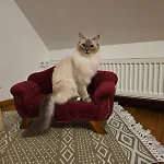 Mit Garten Im Odenwald Zu Vermieten Appartement *